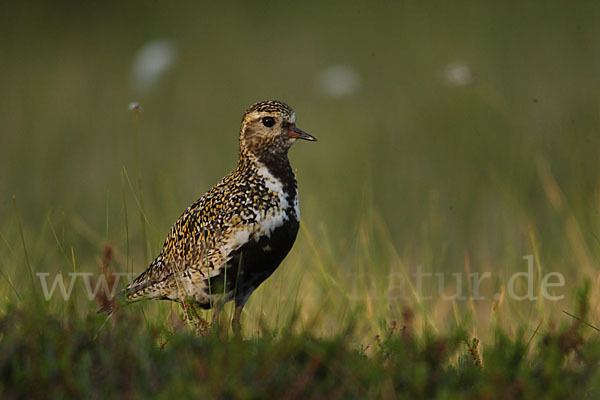 Goldregenpfeifer (Pluvialis apricaria)