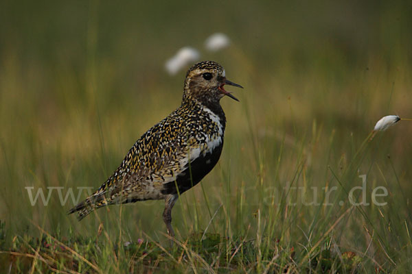 Goldregenpfeifer (Pluvialis apricaria)