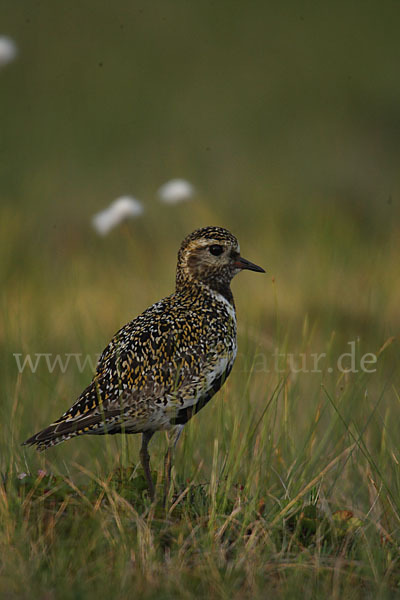 Goldregenpfeifer (Pluvialis apricaria)