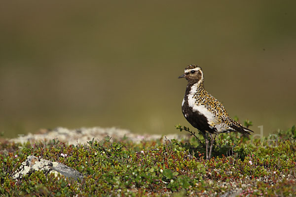 Goldregenpfeifer (Pluvialis apricaria)