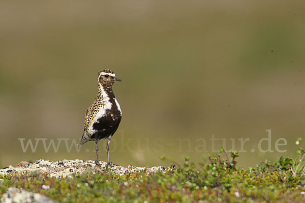 Goldregenpfeifer (Pluvialis apricaria)