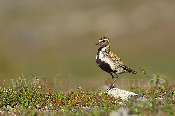 Goldregenpfeifer (Pluvialis apricaria)