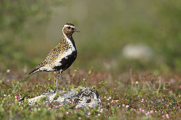 Goldregenpfeifer (Pluvialis apricaria)