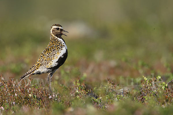 Goldregenpfeifer (Pluvialis apricaria)