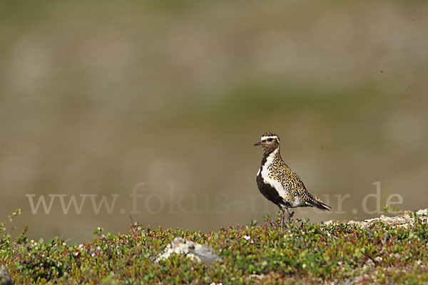 Goldregenpfeifer (Pluvialis apricaria)