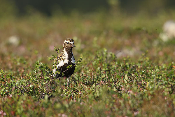 Goldregenpfeifer (Pluvialis apricaria)