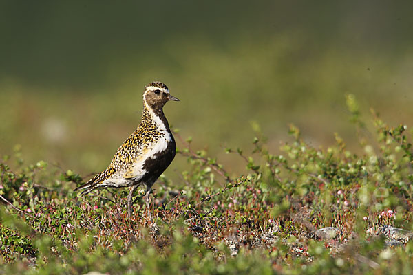 Goldregenpfeifer (Pluvialis apricaria)