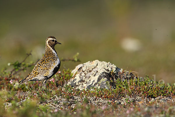 Goldregenpfeifer (Pluvialis apricaria)