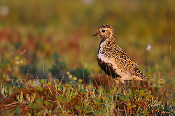 Goldregenpfeifer (Pluvialis apricaria)