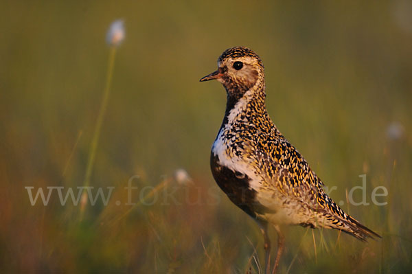 Goldregenpfeifer (Pluvialis apricaria)