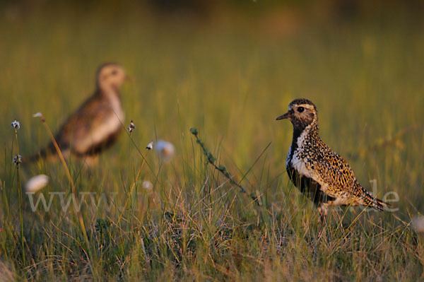 Goldregenpfeifer (Pluvialis apricaria)