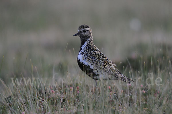 Goldregenpfeifer (Pluvialis apricaria)