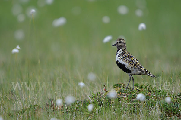 Goldregenpfeifer (Pluvialis apricaria)