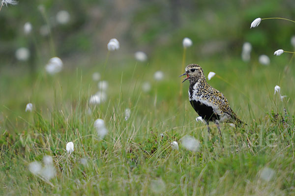 Goldregenpfeifer (Pluvialis apricaria)