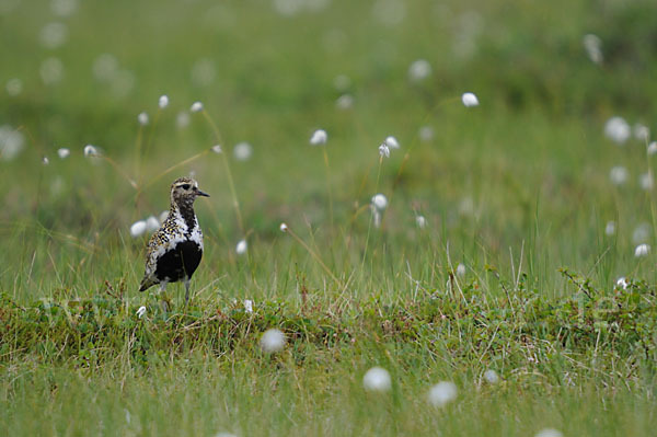 Goldregenpfeifer (Pluvialis apricaria)