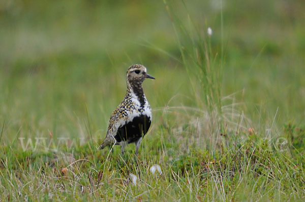 Goldregenpfeifer (Pluvialis apricaria)