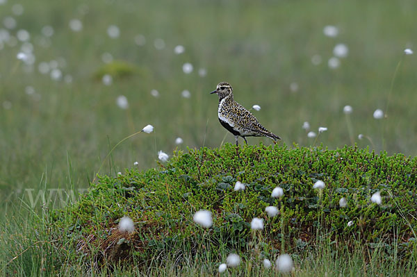 Goldregenpfeifer (Pluvialis apricaria)