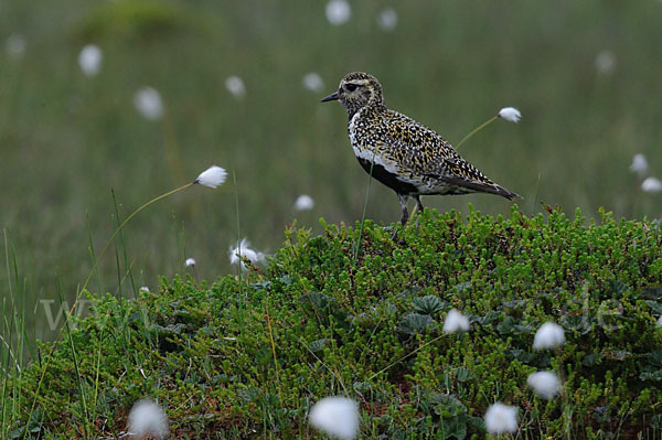 Goldregenpfeifer (Pluvialis apricaria)