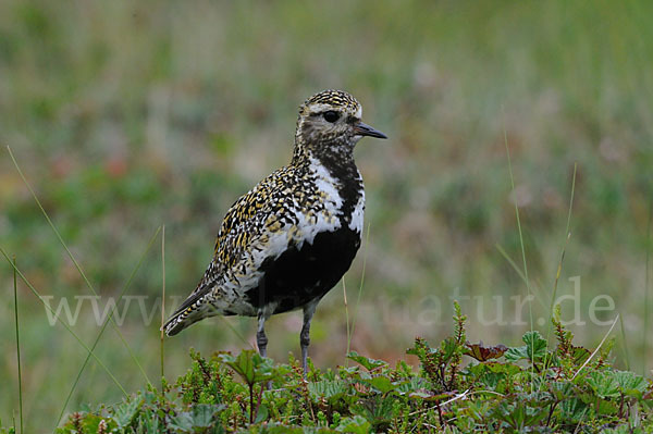 Goldregenpfeifer (Pluvialis apricaria)