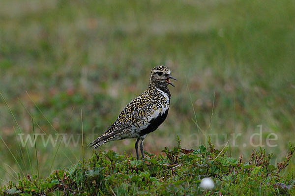 Goldregenpfeifer (Pluvialis apricaria)