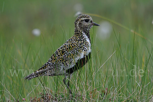 Goldregenpfeifer (Pluvialis apricaria)