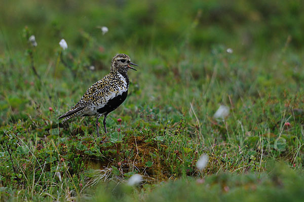 Goldregenpfeifer (Pluvialis apricaria)