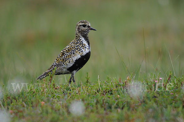 Goldregenpfeifer (Pluvialis apricaria)