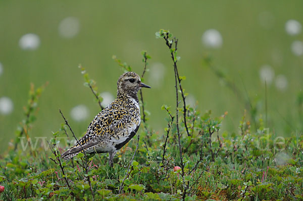 Goldregenpfeifer (Pluvialis apricaria)