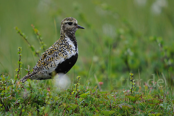 Goldregenpfeifer (Pluvialis apricaria)