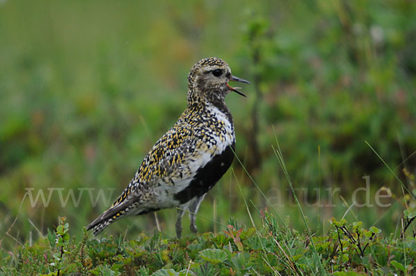 Goldregenpfeifer (Pluvialis apricaria)