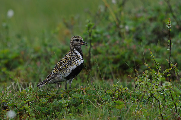 Goldregenpfeifer (Pluvialis apricaria)