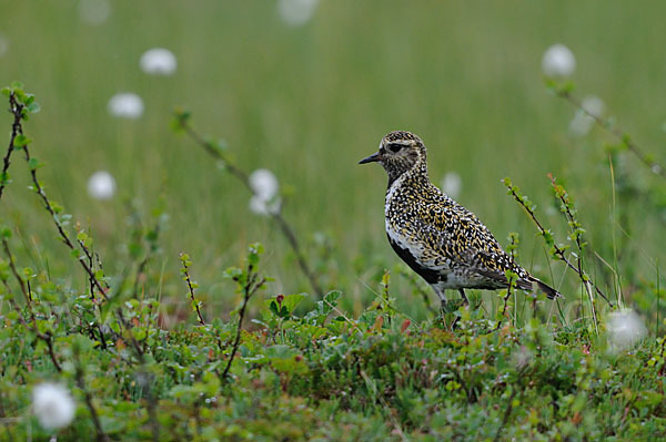 Goldregenpfeifer (Pluvialis apricaria)