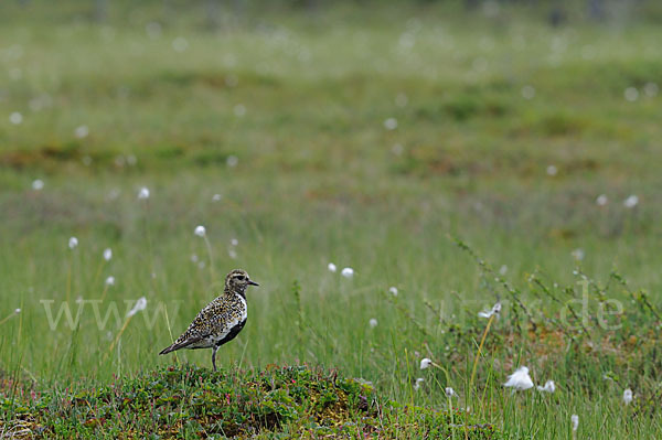 Goldregenpfeifer (Pluvialis apricaria)