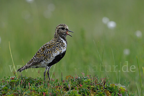 Goldregenpfeifer (Pluvialis apricaria)