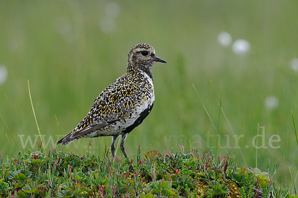 Goldregenpfeifer (Pluvialis apricaria)