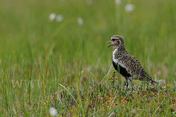 Goldregenpfeifer (Pluvialis apricaria)