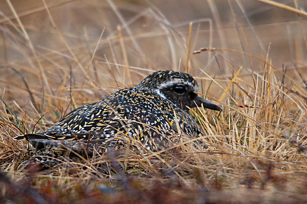 Goldregenpfeifer (Pluvialis apricaria)