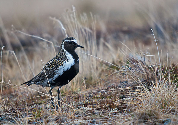 Goldregenpfeifer (Pluvialis apricaria)