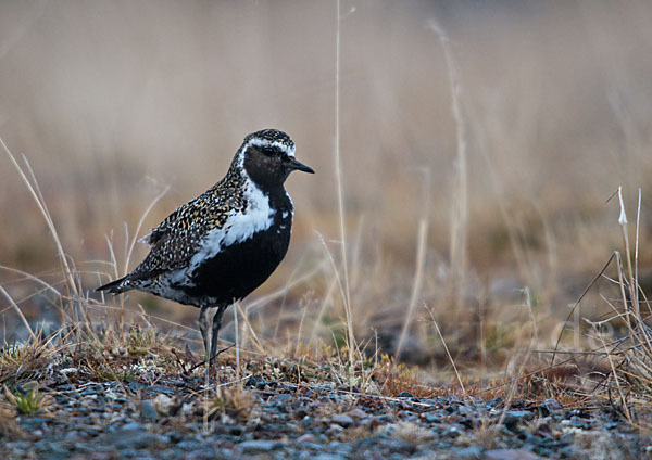 Goldregenpfeifer (Pluvialis apricaria)