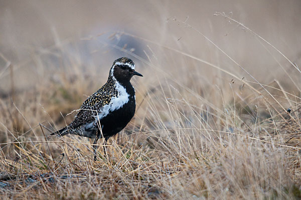 Goldregenpfeifer (Pluvialis apricaria)