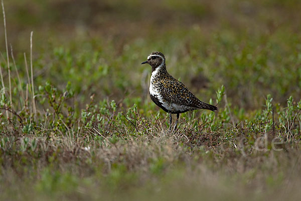 Goldregenpfeifer (Pluvialis apricaria)