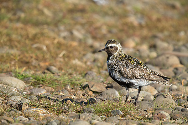 Goldregenpfeifer (Pluvialis apricaria)