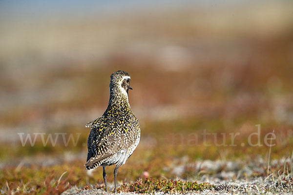 Goldregenpfeifer (Pluvialis apricaria)