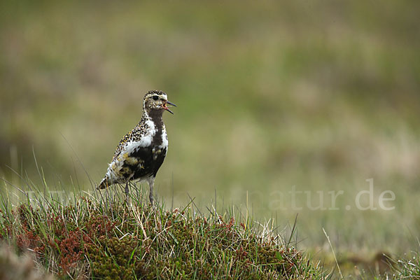 Goldregenpfeifer (Pluvialis apricaria)