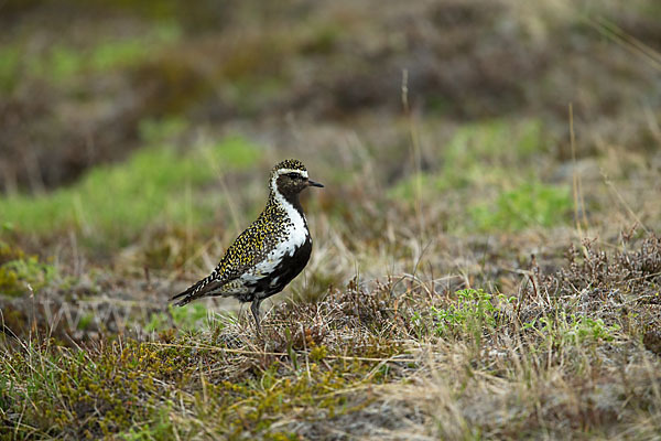 Goldregenpfeifer (Pluvialis apricaria)