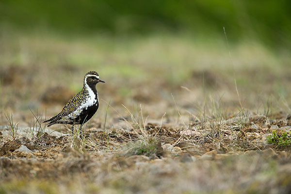 Goldregenpfeifer (Pluvialis apricaria)