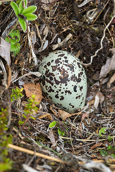 Goldregenpfeifer (Pluvialis apricaria)