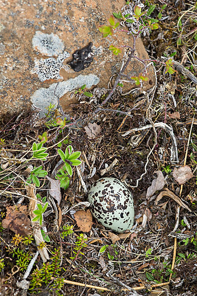 Goldregenpfeifer (Pluvialis apricaria)