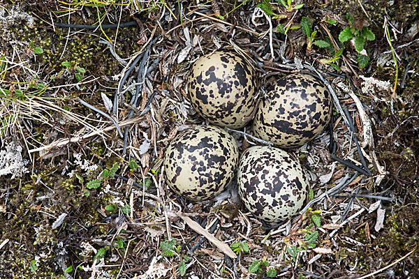 Goldregenpfeifer (Pluvialis apricaria)