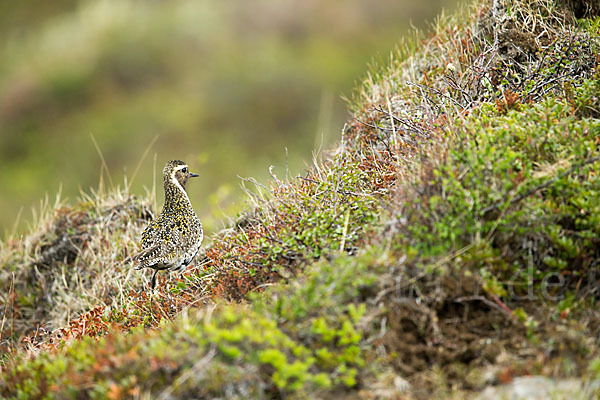 Goldregenpfeifer (Pluvialis apricaria)